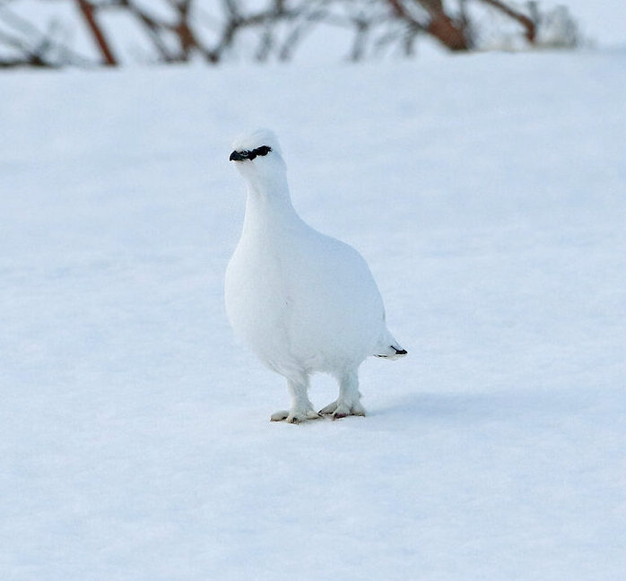 a white rock ptarmigan standing on top of snow.