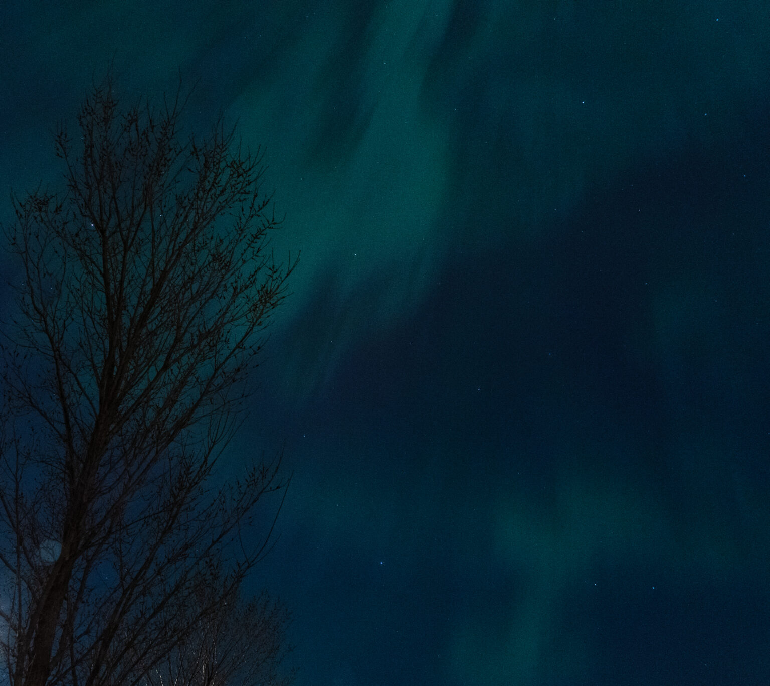 auroras and tree